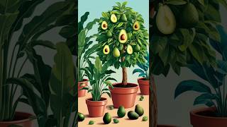 Quick Guide to Growing Avocado Trees in Pots