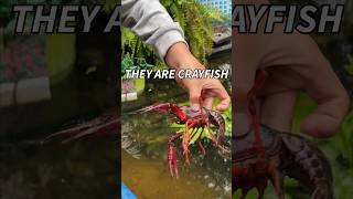 Adding Grocery Store Crayfish To the Newly Built Backyard Pond #fishing #aquaticpets #aquarium