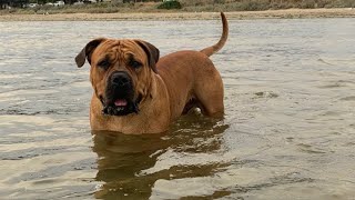 Boerboel Sully cooling off at Werribee Beach #boerboel #trending #doglover