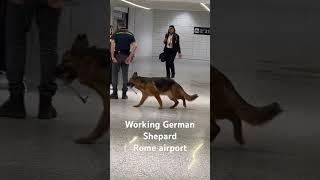 German Shepard Patrolling