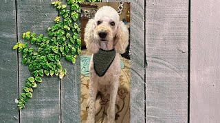 EASY, FUN DOG BANDANA/LEFT HANDED