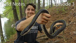 Catching A GIANT Black Rat Snake! (Field Notes Ep. 3)