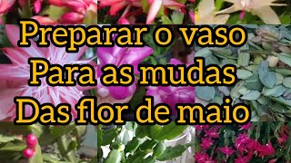 flor de maio, plantando muitas mudas, e preparo do vaso.