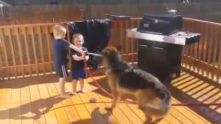 Funny Babies with Funny Dog German Shepherd Videos Funny Pranks Funniest Videos HD quali