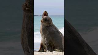 Sea Lion Documentary coming soon!