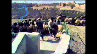 حمام ضد کنه گوسفندان 2