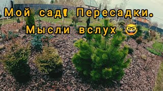 Пересадки в моём хвойном саду!🌲Мысли вслух! 21.04.2024г