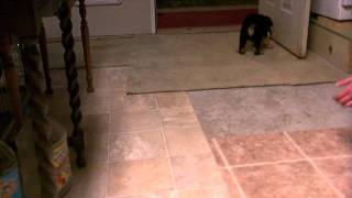 GSD German shepherd puppy for sale VomWeiland Black collar with paws boy 2 Sept 24, 2010.AVI