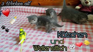 Kätzchen und Wellensittich laufen & Spielen 😺🐤