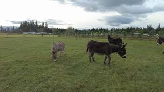 Miniature Donkeys Running On The Track