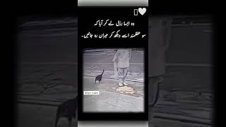 Respect ❤️ 💯 ||#mother #love #cat #viralshort #toptrending #foryou @Aftervoice  #viralvideo