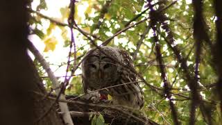 Barred Owl Eating Dove - May Not Be Suitable For All Viewers