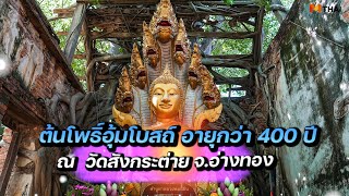 เปิดประวัติ วัดสังกระต่าย ชมต้นโพธิ์อุ้มโบสถ์ อายุกว่า 400 ปี แห่ง จ.อ่างทอง