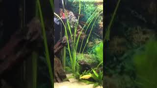 An Old Clip Of My 20 gallon Aquarium #aquariums