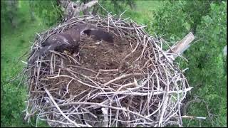 07-05-23 FSV47 arrives for dinner - slo motion