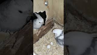 Tres bolitas de algodón hermosas y falta una 😍😍👏👏👍👍💪💪 #cockatiel #birds