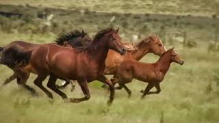 Running horses | Beautiful Wild Horses