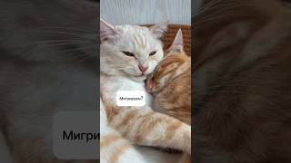 #миграция #внж #чили