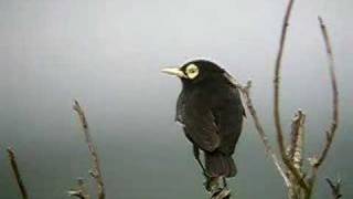 Hymenops perspicillata. Spectacled Tyrant