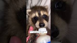 Rescue a baby raccoon after a heavy rain and raised it in their house #animalshorts