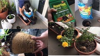 The Best Re-Potting Method || ಪ್ಲಾಂಟ್ Re-Potting Balcony makeover  #repotting #sydney