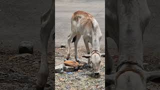 गाय का प्यारा सा बछड़ा cow baby 😘 #shorts #cutebaby