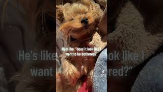 #yorkies #follow #yorkie #pets #yorkie #yorkshire #yorkshireterrier #dogs #dog #doglifeisgood