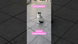 LOTKOVSKYI котики Азербайджанці #lotkovskyi