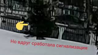 Ворона устроила ДТП