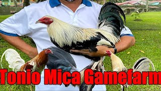 Lets Visit The Farm Of Tonio Mica Gamefarm