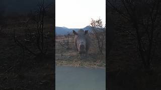 In the presence of a gentle giant |  Endangered White Rhino Bull #wildafrica #wildlifeshorts