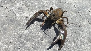 pêche à l'écrevisse - 2013 / crayfish fishing