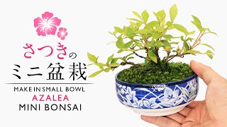 さつきの小鉢で作るミニ盆栽 株立ち仕上げ 挿し木発根～根洗い【Bonsai diary 盆栽日記 6/12】初心者の簡単盆栽の作り方 やり方 サツキ コケ 植え替え AZALEA EOS R5