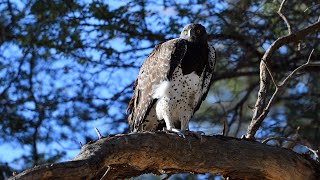 Kgalagadi Transfrontier Park - Martial Eagle - February 2020