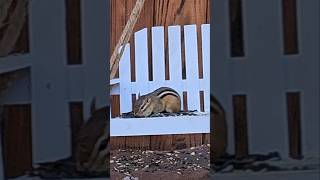 Chipmunk trying out the new swing feeder. #cuteanimals #chipmunk #wildlife #cattv