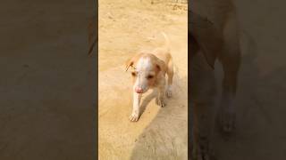 Raanjhana Ve #Desidoggy #villagepets