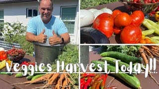 Large veggies Harvest from our Garden. Zone 10