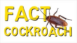 Fun Fact About Cockroaches