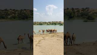 Camels enjoying in pond #shorts