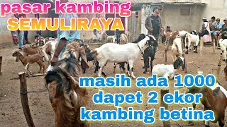 Harga kambing ini pasar kambing semuliraya ll updet harga kambing