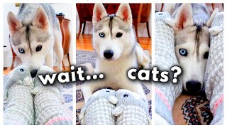 I Can’t Believe How My HUSKY Reacted When I Showed Her These Socks! (Too funny! ) 😂