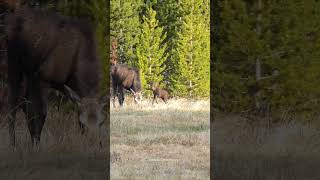 CUTENESS OVERLOAD! Baby Moose Playing Around Mother Moose