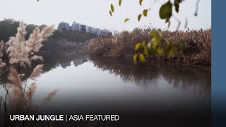 Creating a forest in the middle of urban Delhi