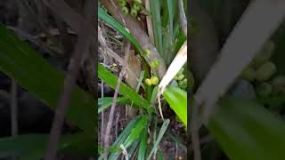 Very figgy forest fig (unidentified) with fruit especially plentiful near the ground. July 10th 2024