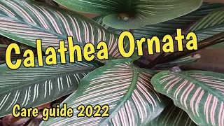 Calathea Ornata: pin-striped calathea // Care Guide 2022