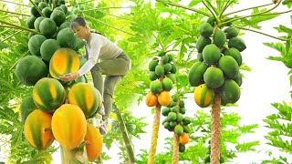 Harvesting Papaya Fruit Goes to market sell - Take care animals at farm || Free Bushcraft