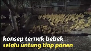 konsep beternak bebek yang bagus