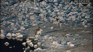 YouTube   Okaukuejo Resort, Wildlife Waterhole. Credit to Namibia Wildlife Resorts