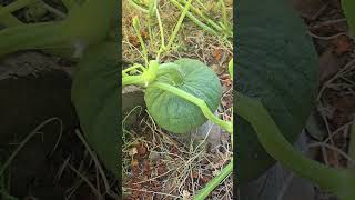 Marina Di Chioggia And Galeux D’Eysines growing check in.