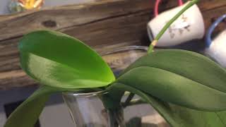 Update on my Phalaenopsis orchids